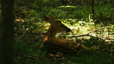 Fawn resting