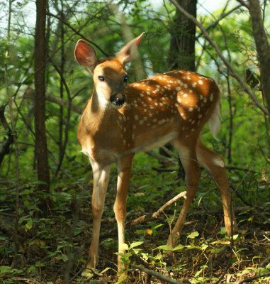 Fawn