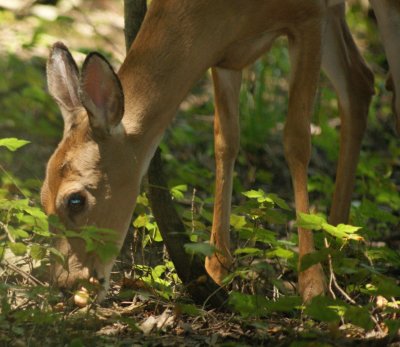 Young deer