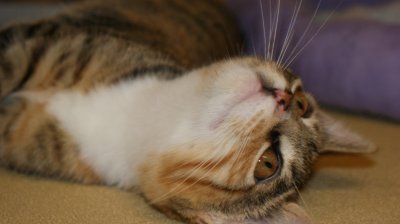 Cassie - adopted