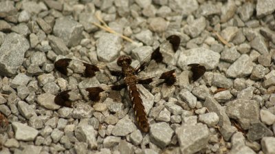dragonfly on gravel1.JPG
