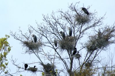 April 2009 nest closer