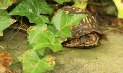 Shy Turtle