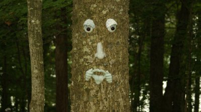 tree face