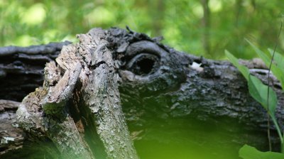 tree face