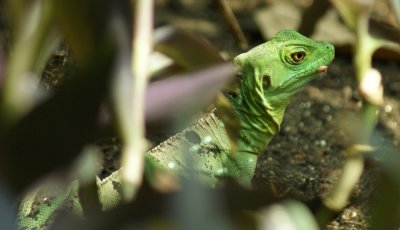 lizard