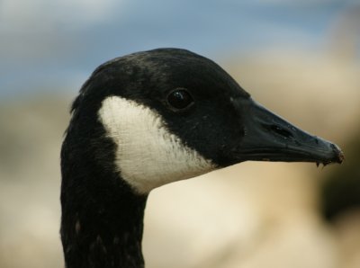 eye to eye with a goose