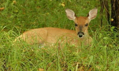 Resting Fawn