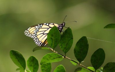 butterfly2.jpg