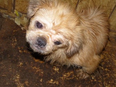 WE HAVE TO STOP PUPPY MILLS!