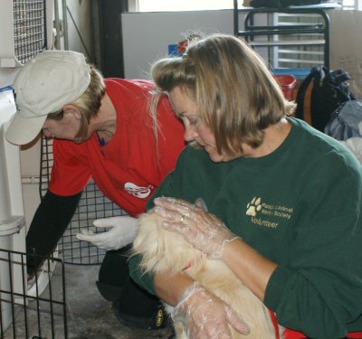 Volunteers caring for dogs