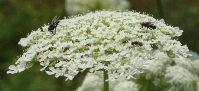 Flies & Ant on Queen Ann's Lace