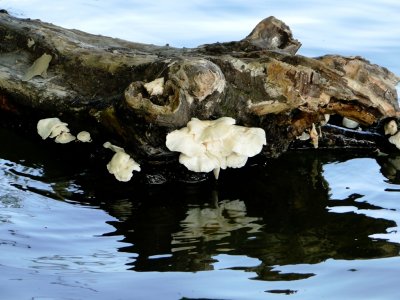 Mushrooms growing on floating tree