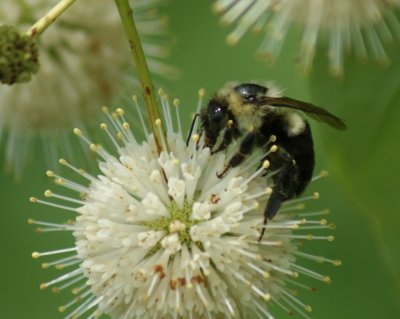 Bee on Buttonbush