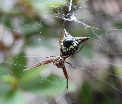 Arrowshaped Spider