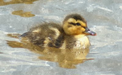 FotoSketcher - baby duck