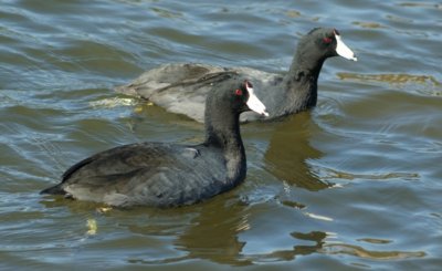 American Coots