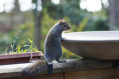 Squirrel Hot Tub