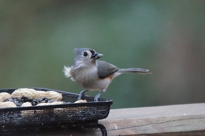 Titmouse on a windy day