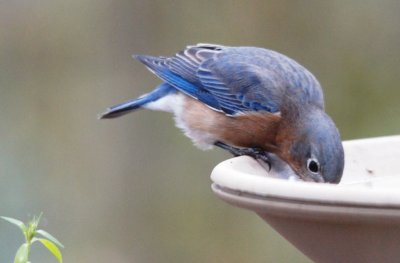 female bluebird.jpg