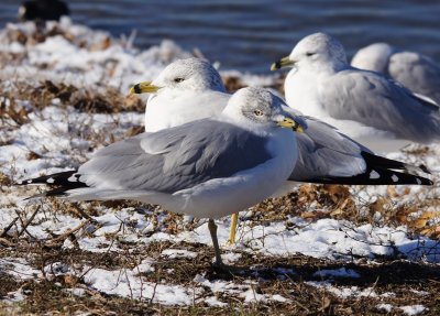 Balance Act between two ring-billed gulls