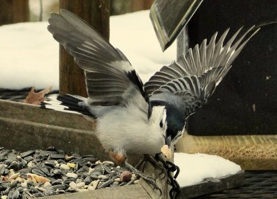 Nuthatch taking off....