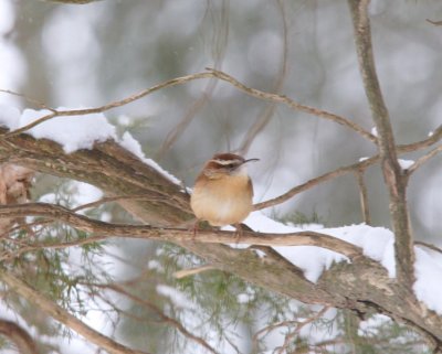 Carolina Wren