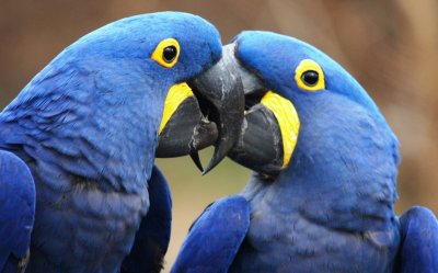 And they called it macaw love.....
