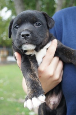 More Puppy Love