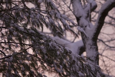 Backyard scene