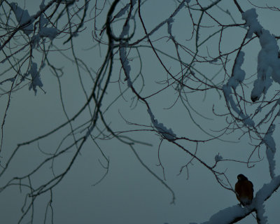 Lonely bird