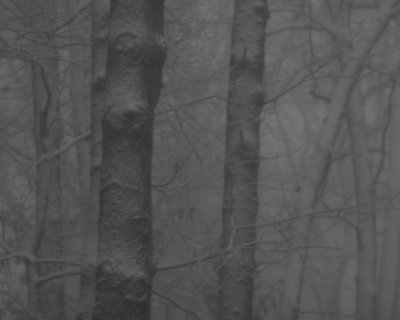 Mysterious wood