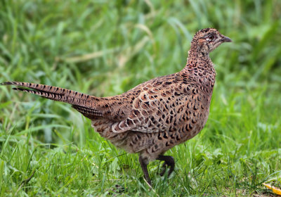 Pheasant - Phasianus colchicus (Fazant)