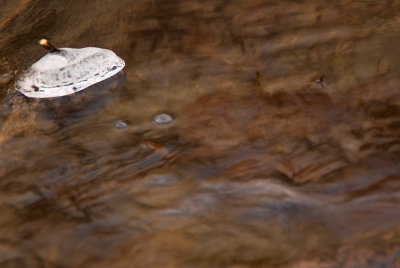 Remnants