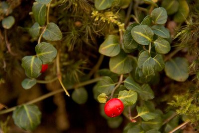 Winter Berries