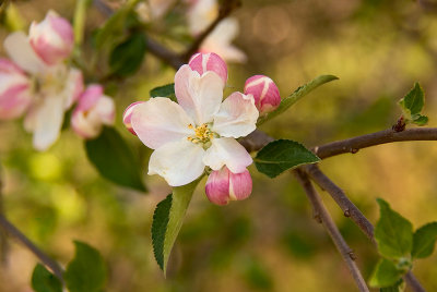 Apple Blossom Time