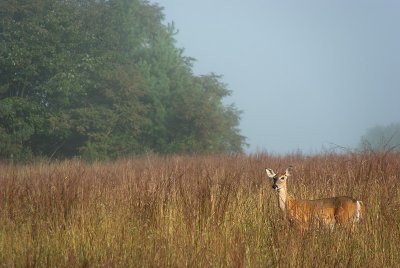 Deer in Hayfield