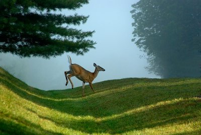 Home of the White Tail Deer