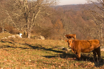 Cows