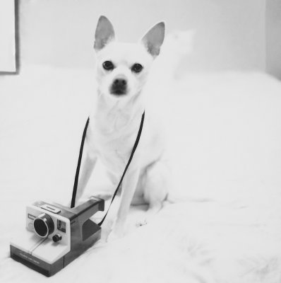 Polaroid Petie