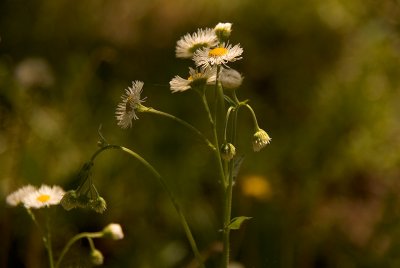 Daisy Fleabane