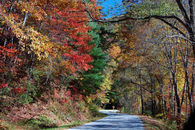Canopy Of Colors 01