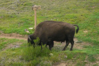 P30010 Bison on Catalina