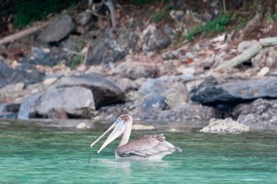 n6873 Hunting pelican