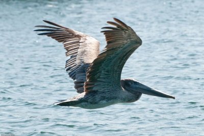n0555 Our pelican fix...