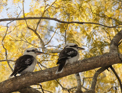 two at sunset.jpg