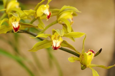 yellow orchid growing in the ground.