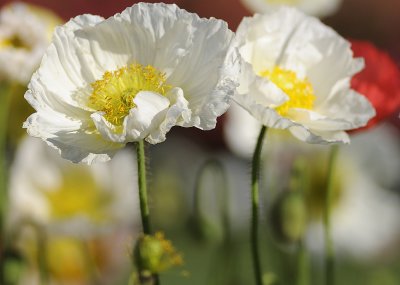 white poppies cropped