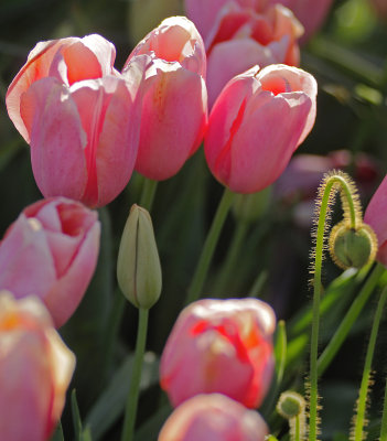 tulips with bud.