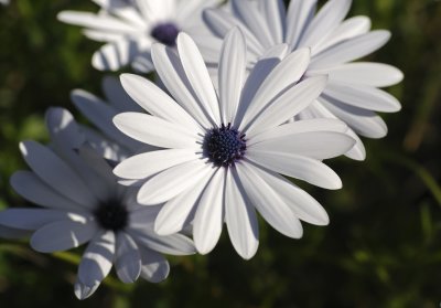 close up daisy